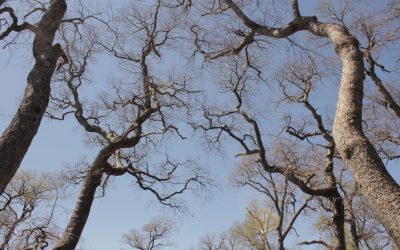 Investigadores establecen parcelas permanentes para la cuantificación de servicios ecosistémicos de bosque nativo