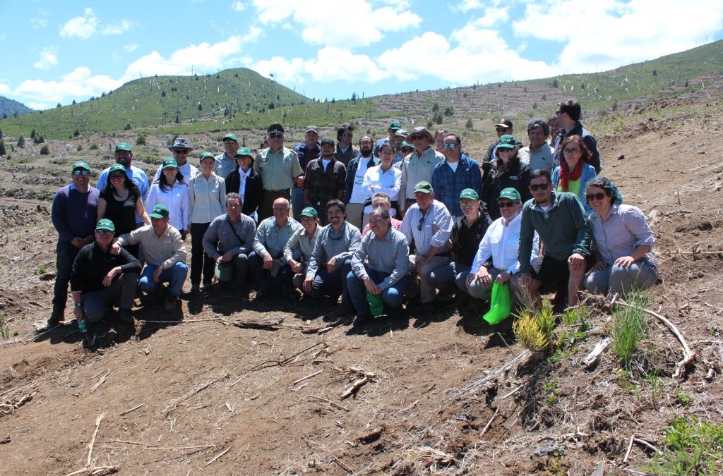 FCF Y ENEL ENCABEZARON PROYECTO DE REFORESTACIÓN DE BOSQUE NATIVO EN CURACAUTÍN
