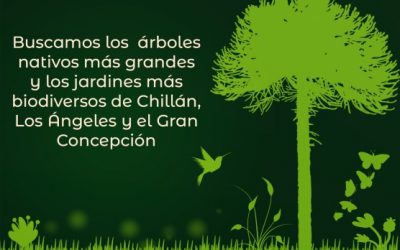Un gigante en mi Jardín: Bases del Concurso