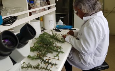 Investigadora responsable en Brasil de la Red Fabáceas Invasoras en Iberoamérica (RFII) destacó colaboración académica con la Facultad de Ciencias Forestales UdeC