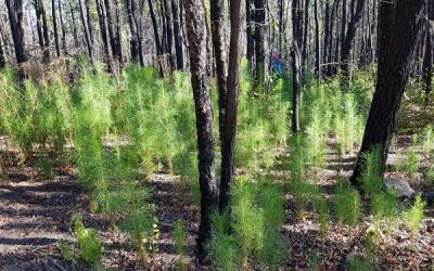 ¿Qué tienen en común las especies invasoras y el Covid-19?
