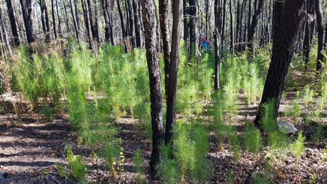 ¿Qué tienen en común las especies invasoras y el Covid-19?