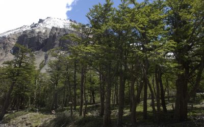 COVID19 y crisis económica: potencial amenaza para el bosque nativo