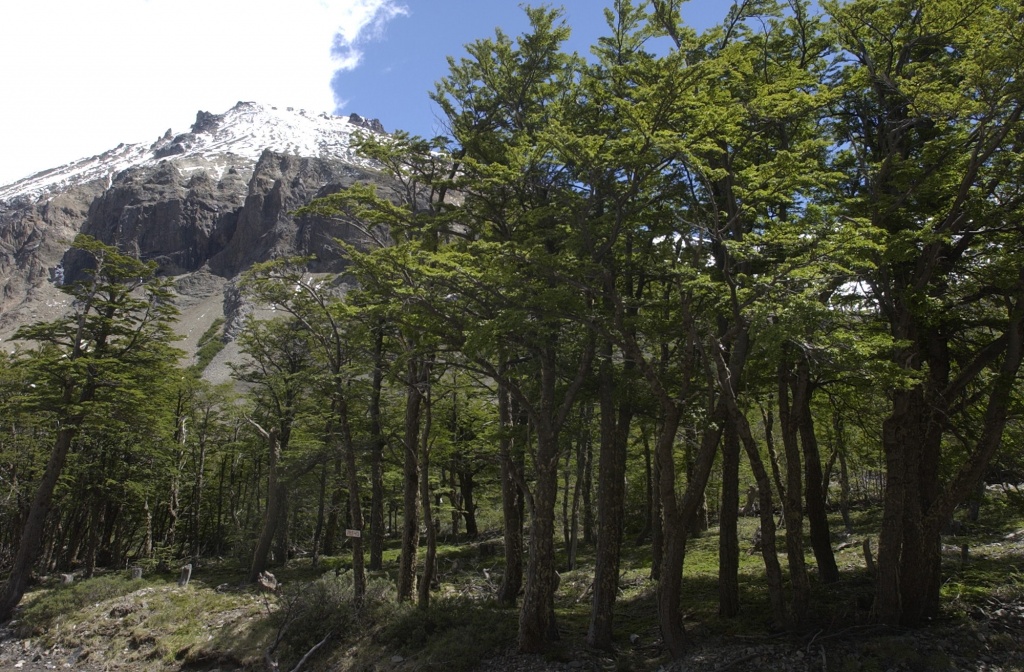 COVID19 y crisis económica: potencial amenaza para el bosque nativo