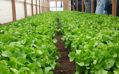 Proyecto UCO 1795 identificó transgresiones de plaguicidas contaminantes presentes en frutas y hortalizas más consumidas en Chile