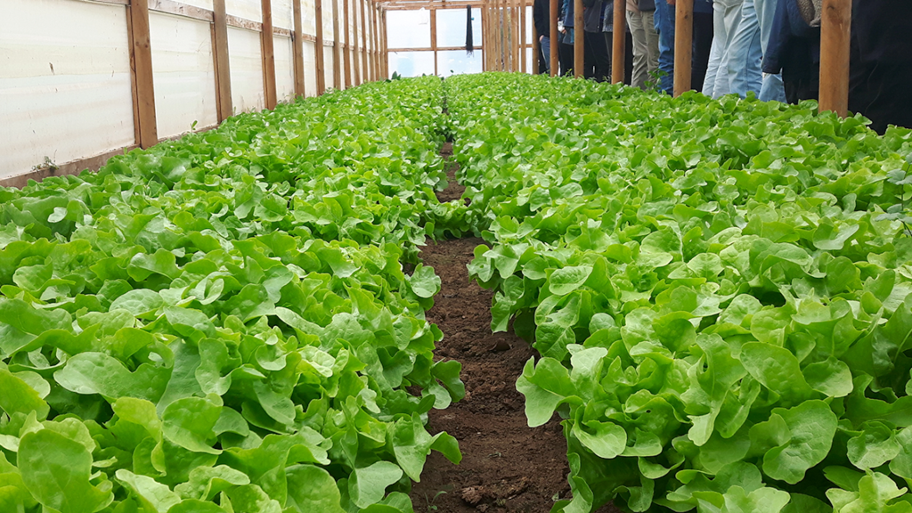 Proyecto UCO 1795 identificó transgresiones de plaguicidas contaminantes presentes en frutas y hortalizas más consumidas en Chile