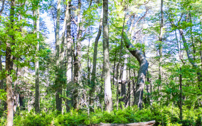 El Bosque Nativo Chileno: un patrimonio nacional con alta apreciación internacional