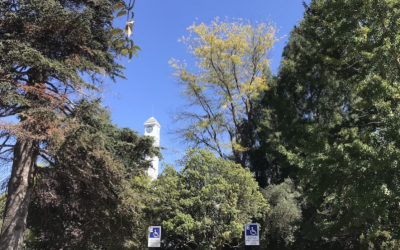 Docentes de la Facultad integran Mesa de especialistas para gestionar y manejar arbolado urbano del Campus Concepción