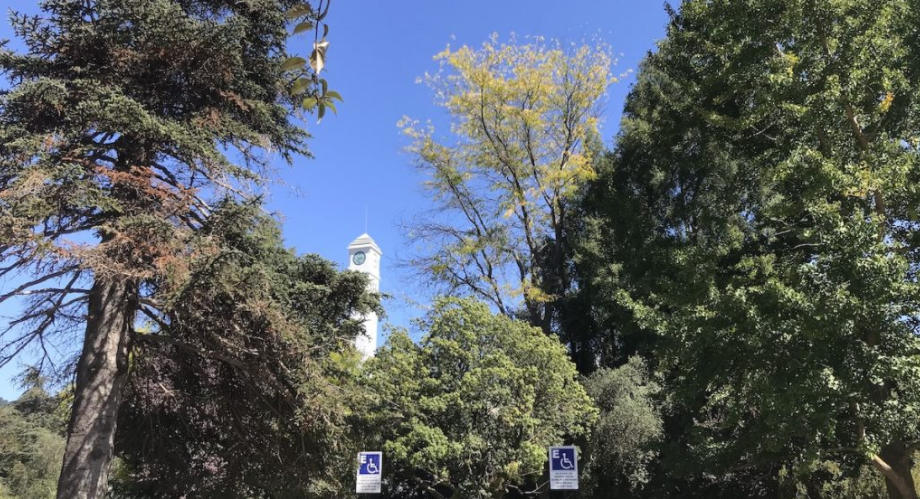 Docentes de la Facultad integran Mesa de especialistas para gestionar y manejar arbolado urbano del Campus Concepción