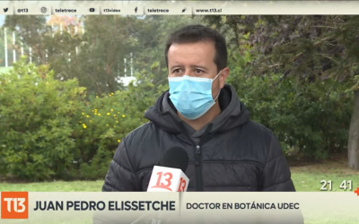 Entrevistas de Dr. Juan Pedro Elissetche a T13, 24 Horas y TVU por caso alcornoque: “los beneficios de un árbol urbano son muchos”