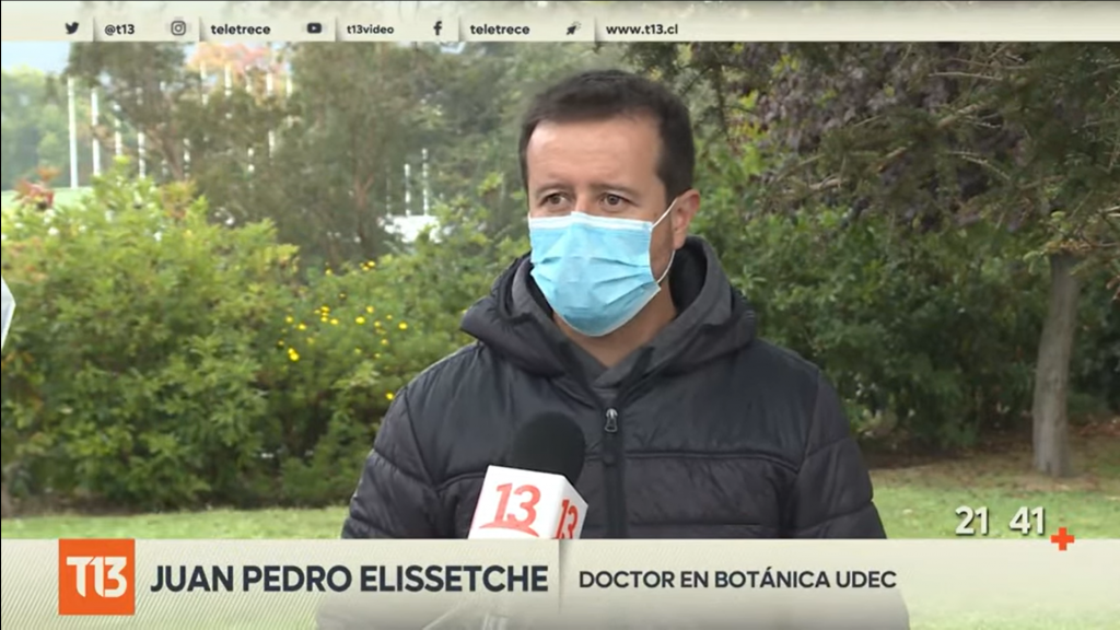 Entrevistas de Dr. Juan Pedro Elissetche a T13, 24 Horas y TVU por caso alcornoque: “los beneficios de un árbol urbano son muchos”