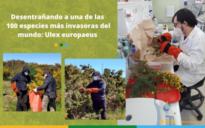 Desentrañando a una de las 100 especies más invasoras del mundo: Ulex europaeus