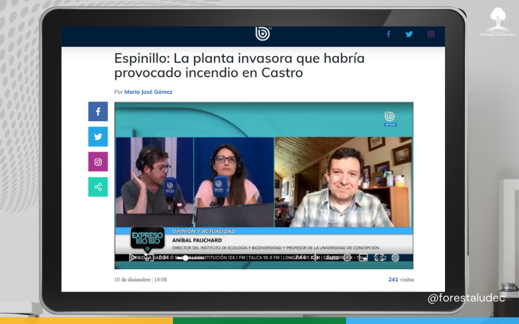 Espinillo: La planta invasora que habría provocado incendio en Castro