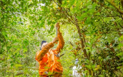 LEP UdeC -Día internacional de los bosques: una conmemoración sin celebración