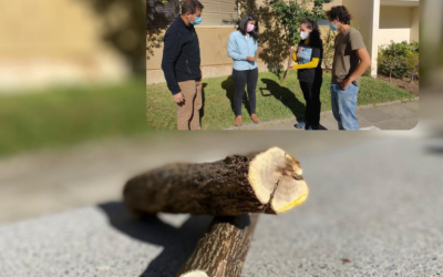 Investigadores de Ciencias Forestales UdeC y Empresa Biorigen realizarán el primer prototipo de cepillo de dientes sustentable utilizando maderas que actualmente no tienen uso comercial