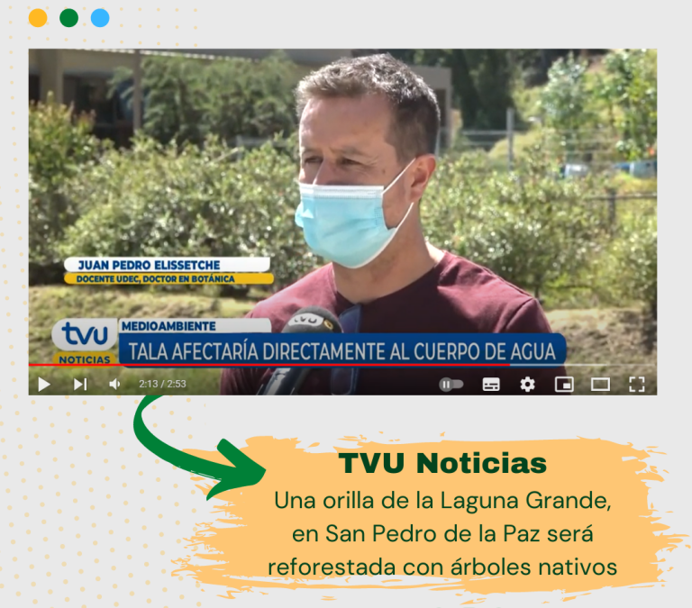 TUV Noticias: Una orilla de la Laguna Grande en San Pedro de la Paz será reforestada con árboles nativos