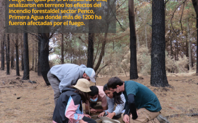 Efectos del incendio forestal del sector Penco-Primera Agua.