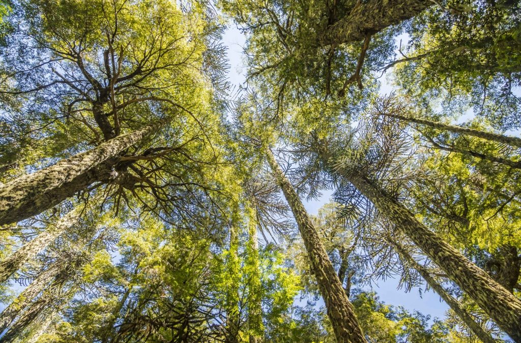 Día de la biodiversidad: entre amenazas y la urgencia de la conservación
