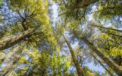 Día de la biodiversidad: entre amenazas y la urgencia de la conservación