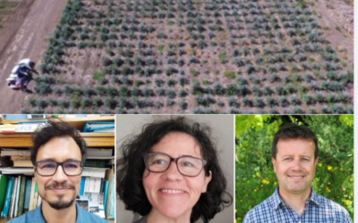 Argentinaforestal.com: Cambio climático, silvicultura y efectos potenciales en la productividad y secuestro de carbono en bosques cultivados