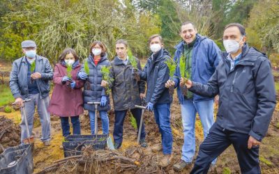 Universidad de Concepción y Enel Generación Recuperan Hábitat de Especies Arbóreas Nativas Amenazadas en Termas de Catillo