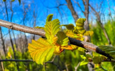 Universidad de Concepción se adjudica proyecto internacional para rescatar Nothofagus amenazados