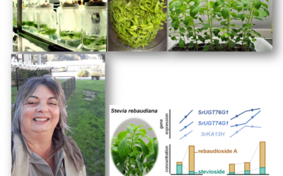 Stevia al servicio de la ciencia y salud