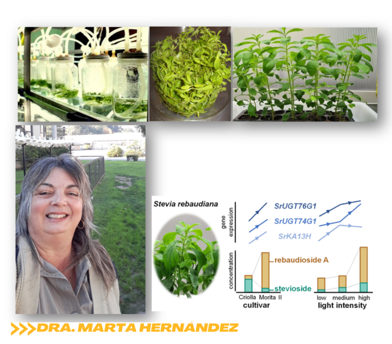 Stevia al servicio de la ciencia y salud