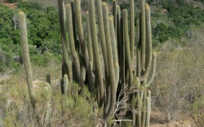Convocatoria para proyecto de tesis: “Identificación de agentes de daño y propuesta de manejo sanitario-silvícola para especies xerófitas-CITES: Eulychnia acida y Echinopsis chiloensis (032/2020)