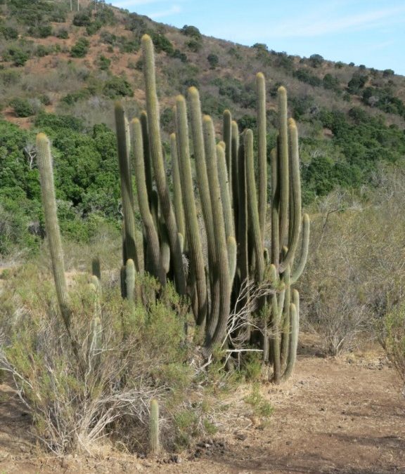 Convocatoria para proyecto de tesis: “Identificación de agentes de daño y propuesta de manejo sanitario-silvícola para especies xerófitas-CITES: Eulychnia acida y Echinopsis chiloensis (032/2020)