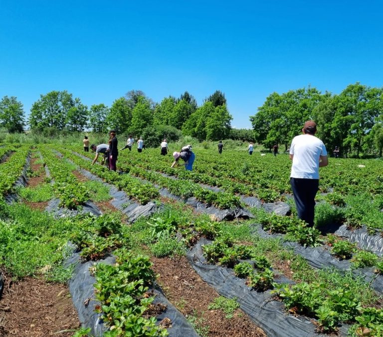 Estudiantes de Biotecnología Vegetal visitan Organic Fruits Chile