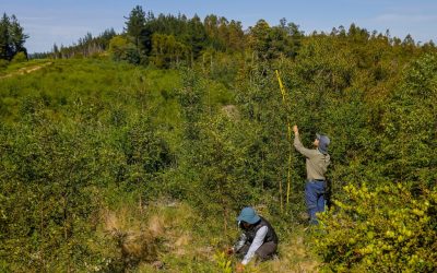 Disminuyen avance de especies exóticas invasoras con proyecto de restauración ecológica