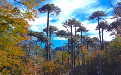 ARBOLES NATIVOS – Facultad de Ciencias Forestales UdeC