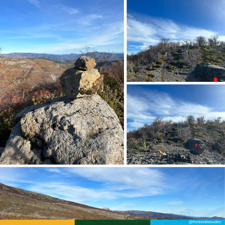 @forestalesudec 2023 (38)