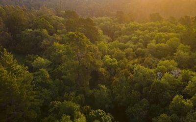 Biotecnología vegetal y conservación de la biodiversidad