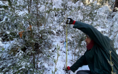 Actividades de muestreo en el Fundo Ranchillo Alto