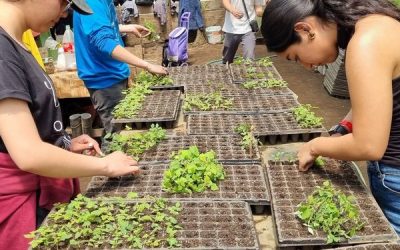 Estudiantes de las asignaturas “Fruticultura”, “Horticultura” y “Fundamentos de la Producción Vegetal”, que imparte el profesor, Dr. Narciso Aguilera, en la carrera de Ingeniería en Biotecnología Vegetal, prepararon sustrato, rellenaron bandejas, extrajeron plántulas de frambuesas orgánicas obtenidas a partir de raíces en forma de brotes etiolados, y luego las trasplantaron a las bandejas que habían rellenado.