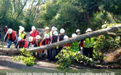 Práctica de poda baja realizaron estudiantes de Silvicultura en Escuadrón, en la última salida a terreno coordinada por el profesor, Dr. Fernando Muñoz.