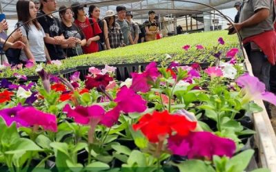 Estudiantes de las asignaturas “Fundamentos de la Producción Vegetal”, “Horticultura” y “Fruticultura” de la carrera de Ingeniería en Biotecnología Vegetal, que imparte el profesor, Dr. Narciso Aguilera, aprendieron varios de los procedimientos necesarios para obtener plántulas de alta calidad de diversas especies (hortalizas, frutas, ornamentales), gracias a la colaboración del productor, Miguel López de San Carlos, quien gentilmente, nos abrió las puertas de sus invernaderos.